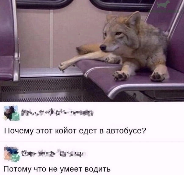 — Почему этот койот едет в автобусе?
— Потому что не умеет водить.