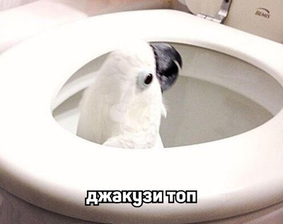 Попугай в туалете:
— Джакузи топ!