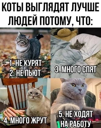 Коты выглядят лучше людей потому, что:
1. Не курят;
2. Не пьют;
3. Много спят;
4. Много жрут;
5. Не ходят на работу.
