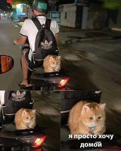 Грустный кот на заднем сидении мотоцикла: *Я просто хочу домой*