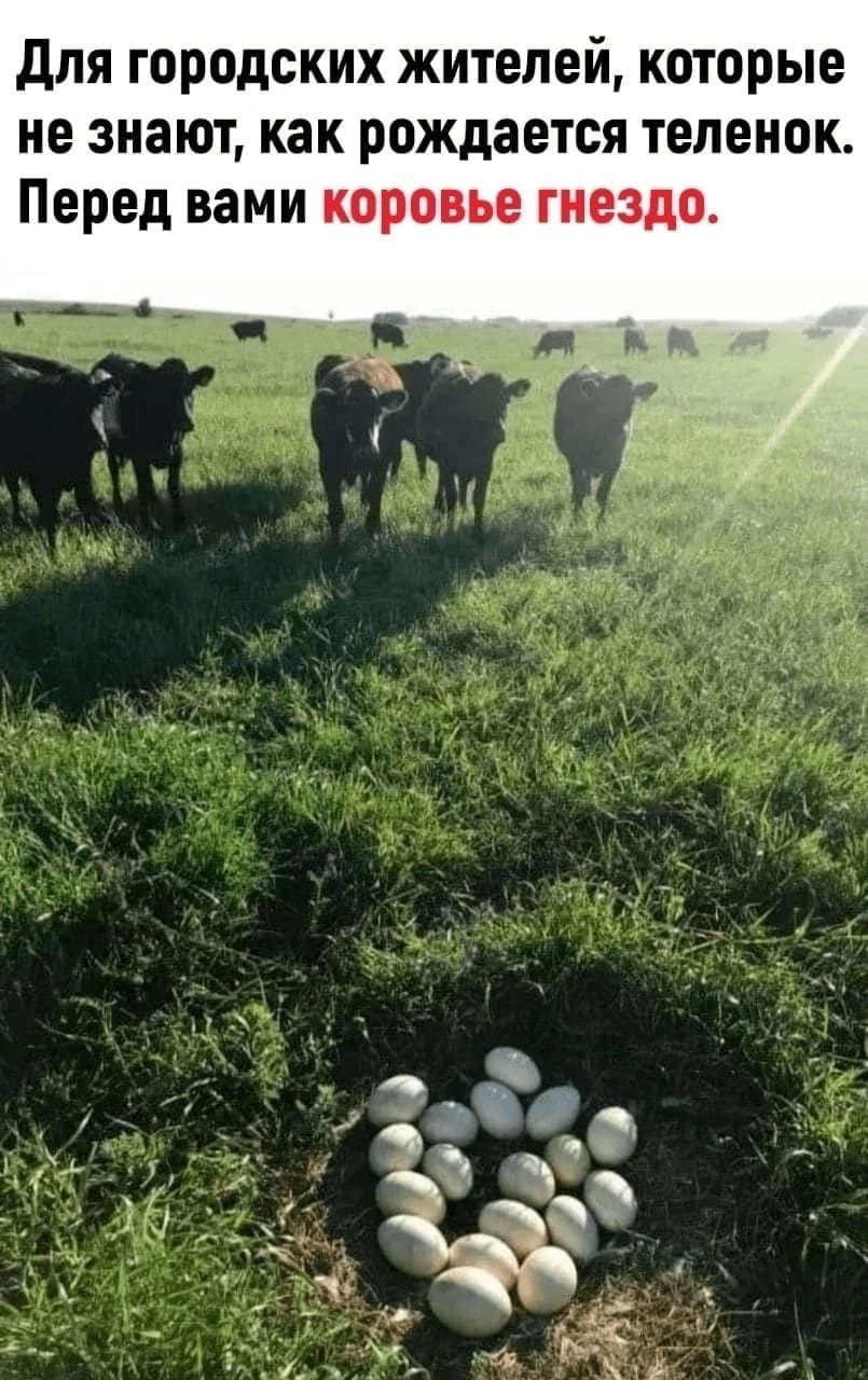 Для городских жителей, которые не знают, как рождается теленок. Перед вами коровье гнездо.