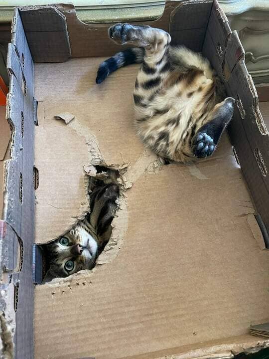 Кот и картонная коробка.