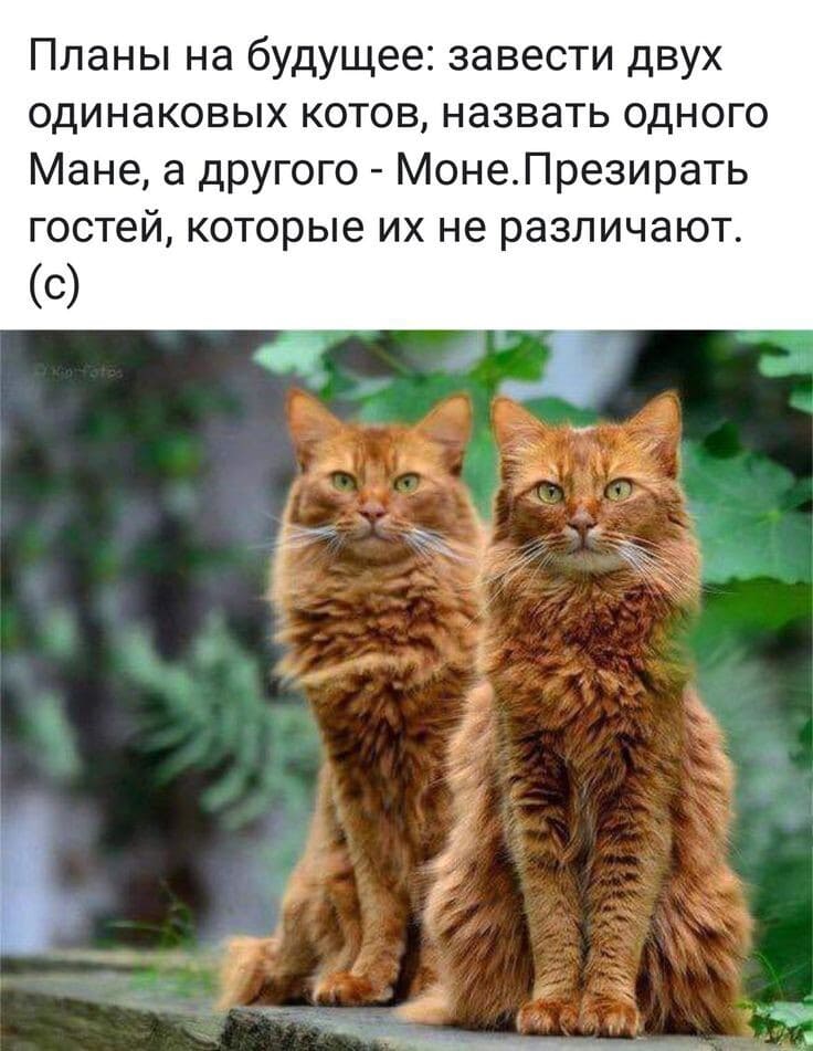Планы на будущее: завести двух одинаковых котов, назвать одного Мане, а другого – Моне. Презирать гостей, которые их не различают.