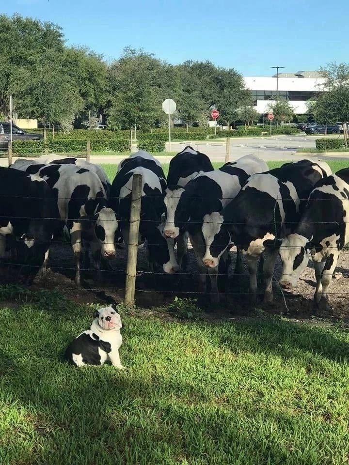 Пёс среди коров.