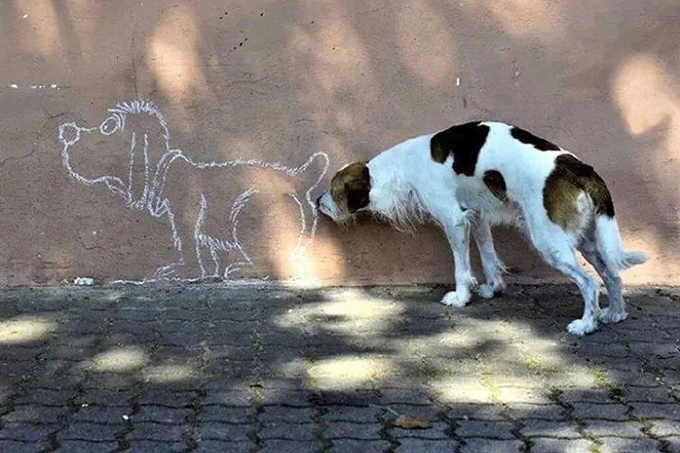 *Собака нарисованная на стене и настоящая собака*