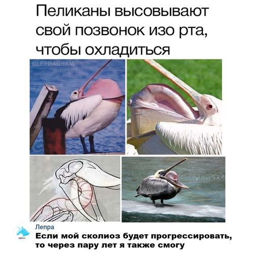 Пеликаны высовывают свой позвоночник изо рта, чтобы охладиться.
— Если мой сколиоз будет прогрессировать, то через пару лет я также смогу.