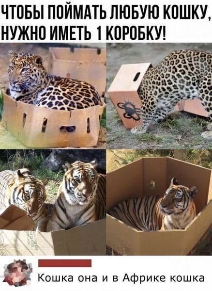 Чтобы поймать любую кошку, нужно иметь 1 коробку!
— Кошка она и в Африке кошка.