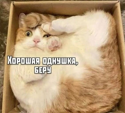 Кошка в коробке:
— Отличная однушка, беру!