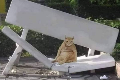 *Толстый кот сидящий на разломанной лавке*