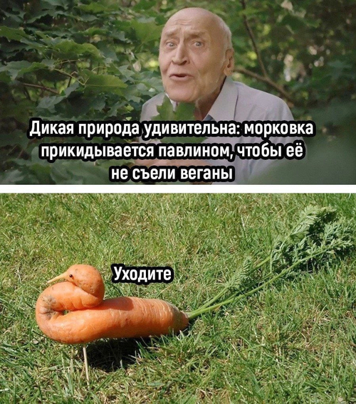 Голосом Николая Дроздова:
— Дикая природа удивительна: морковка прикидывается павлином, чтобы её не съели веганы.
Морковка притворившаяся павлином: *Уходите!*