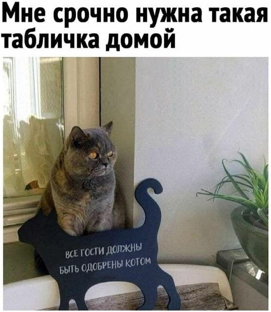 Мне срочно нужна такая табличка домой: «Все гости должны быть одобрены котом».