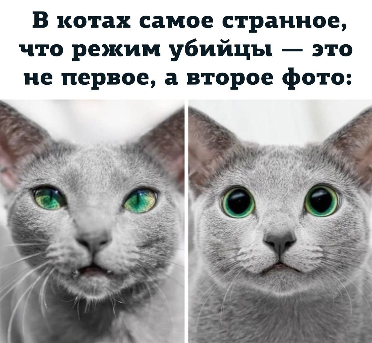 В котах самое странное, что режим убийцы — это не первое, а второе фото: