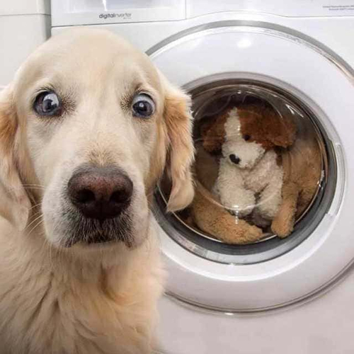 *Собакен и стиральная машинка*