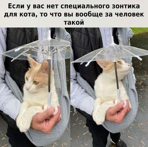 Если у вас нет специального зонтика для кота, то что вы вообще за человек такой.
