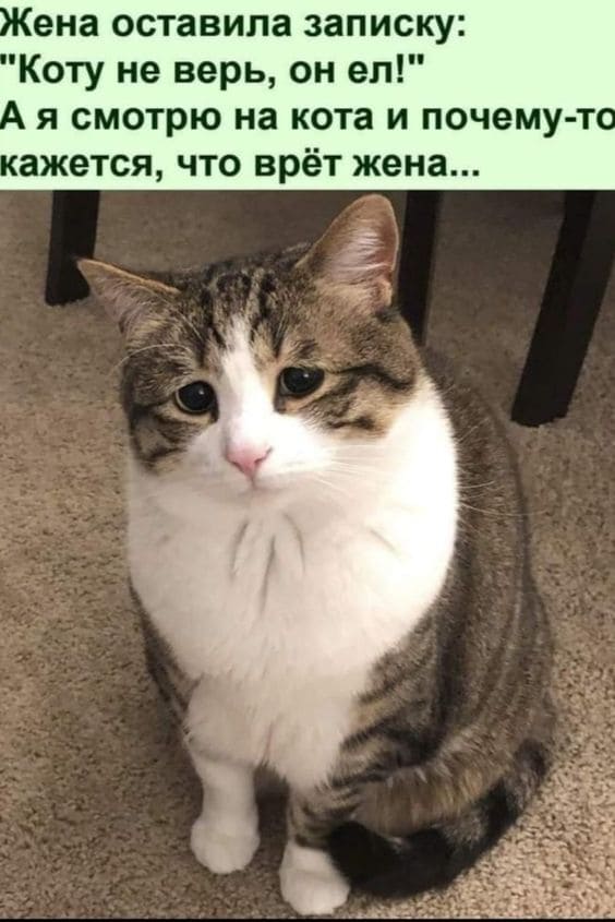 Жена оставила записку: «Коту не верь, он ел!».
А я смотрю на кота и почему-то кажется, что врёт жена...