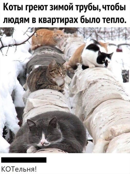 Коты греют зимой трубы, чтобы людям в квартирах было тепло.
— КОТельная.