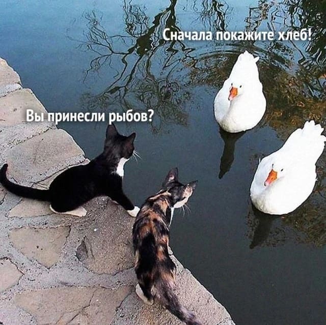 — Вы рыбов принесли?
— Сперва покажите хлебов.