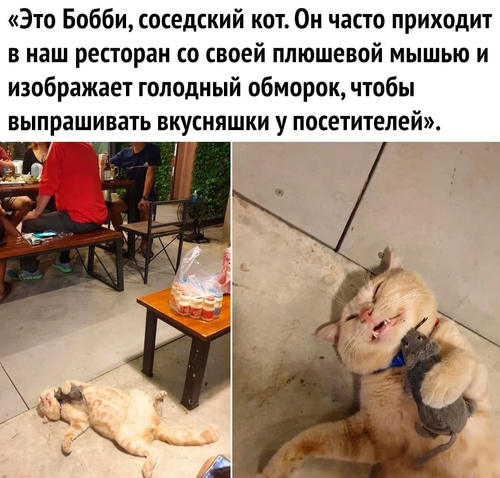 «Это Бобби, соседский кот. Он часто приходит в наш ресторан со своей плюшевой мышью и изображает голодный обморок, чтобы выпрашивать вкусняшки у посетителей».