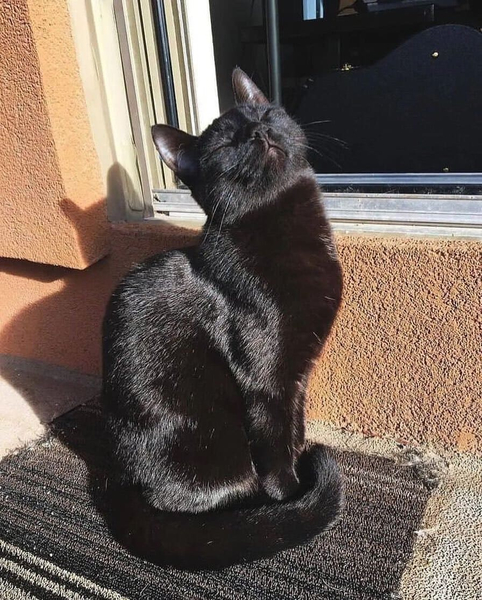 *Чёрный кот балдеющий на солнышке*