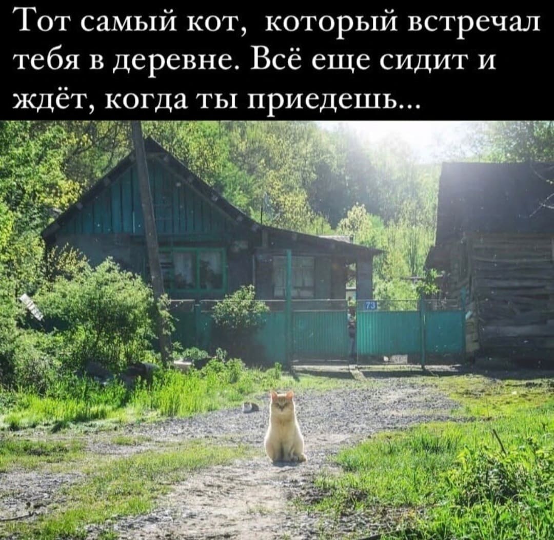 Тот самый кот, который встречал тебя в деревне. Всё еще сидит и ждёт, когда ты приедешь...