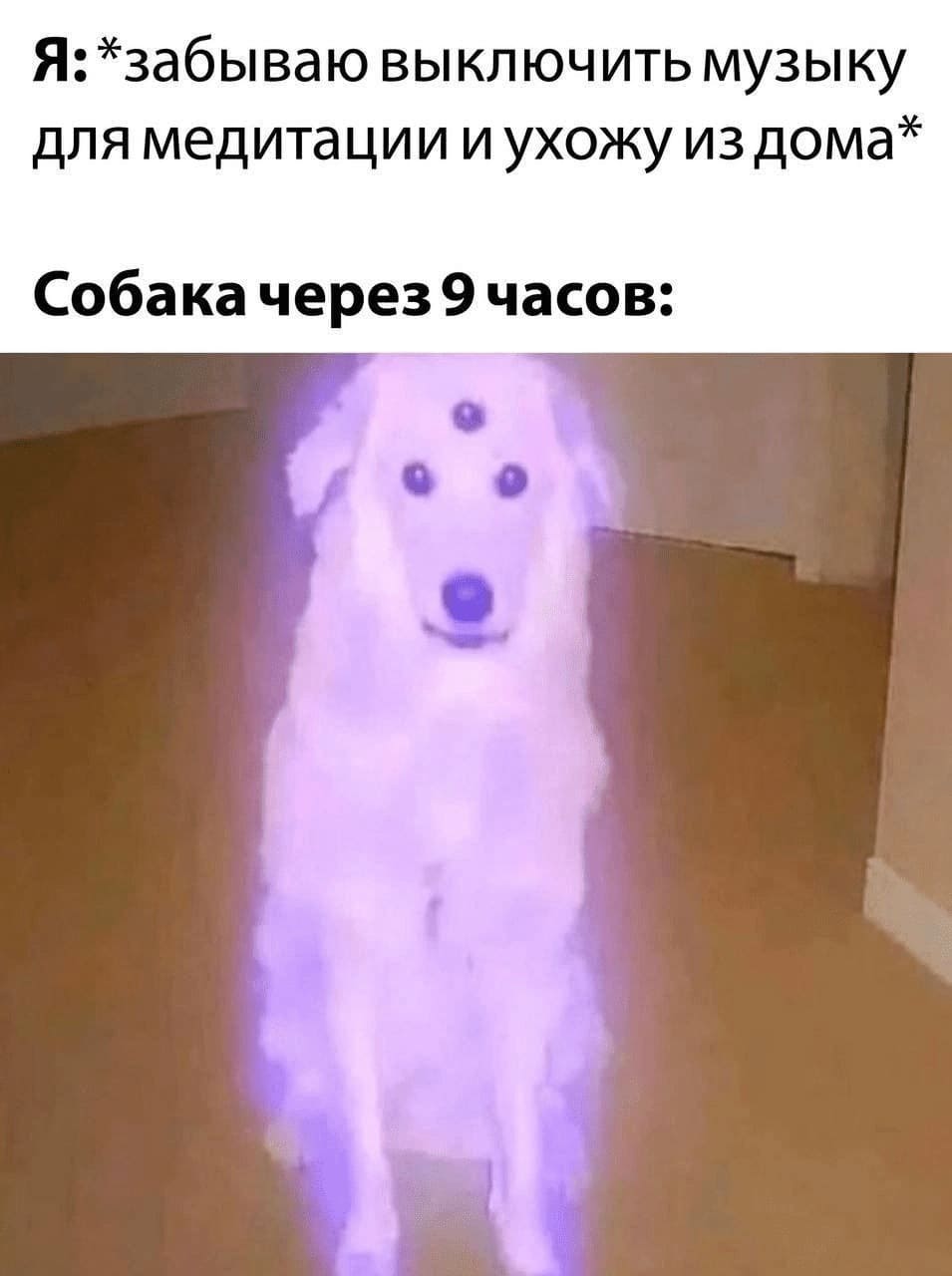 Я: *забываю выключить музыку для медитации и ухожу из дома*
Собака через 9 часов: *медитирует и левитирует*