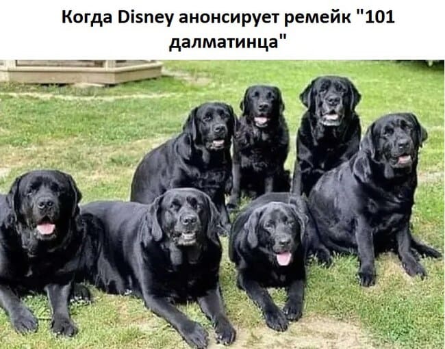 *Когда Disney анонсирует ремейк «101 далматинца»*