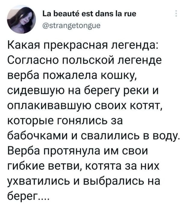 Какая прекрасная легенда: Согласно польской легенде верба пожалела кошку, сидевшую на берегу реки и оплакивавшую своих котят, которые гонялись за бабочками и свалились в воду. Верба протянула им свои гибкие ветви, котята за них ухватились и выбрались на берег....