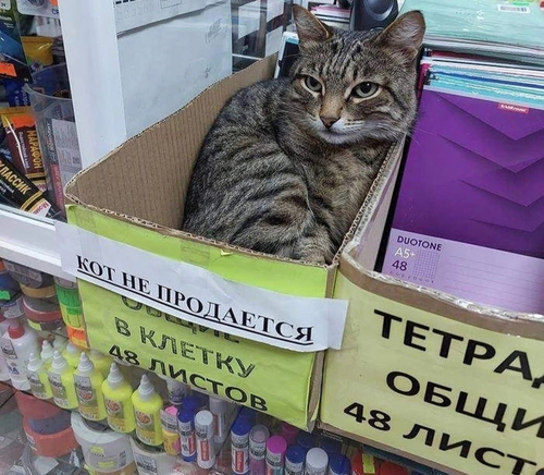 Надпись: *Кот не продаётся*