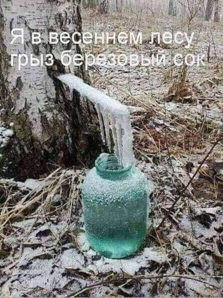 *Я в весеннем лесу грыз берёзовый сок*