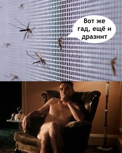 Комары, глядя на меня сквозь москитную сетку: *Ещё и дразнит, гад!*