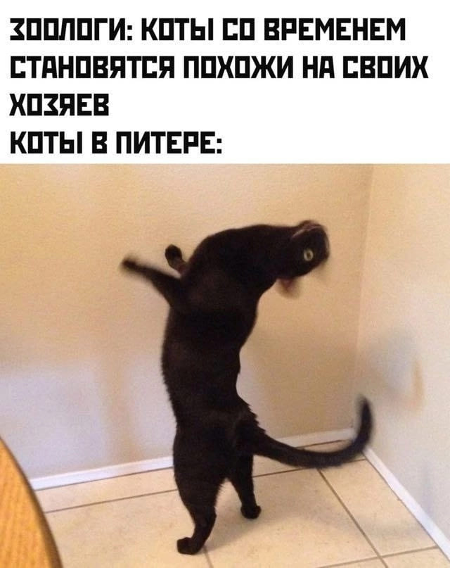 Зоологи: Коты со временем становятся похожи на своих хозяев.
Коты в Питере: