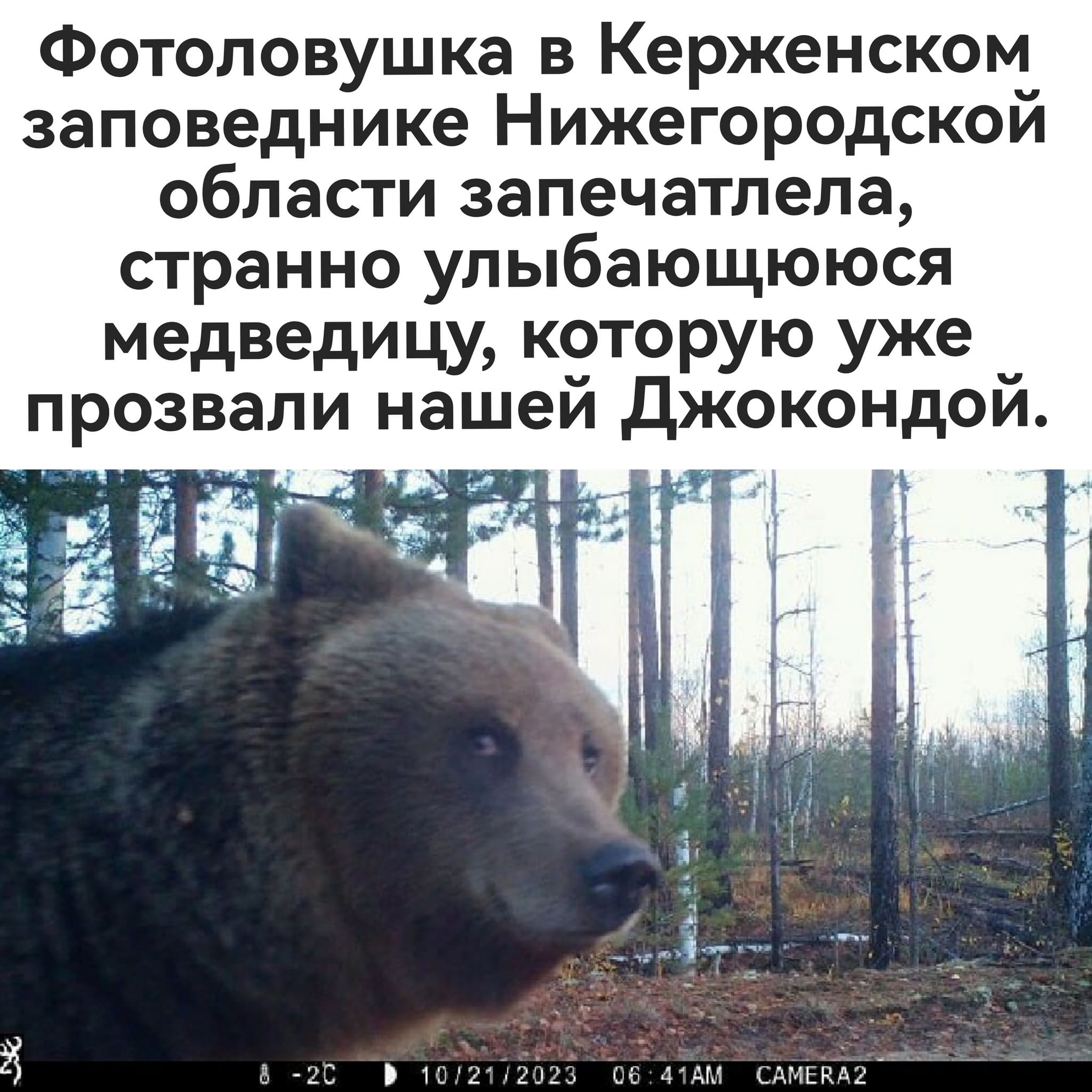 Фотоловушка в Керженском заповеднике Нижегородской области запечатлела, странно улыбающююся медведицу, которую уже прозвали нашей Джокондой.