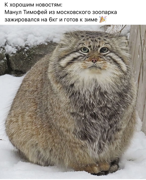 К хорошим новостям: Манул Тимофей из московского зоопарка зажировался на 6 килограмм и готов к зиме.