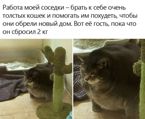 Работа моей соседки — брать к себе очень толстых кошек и помогать им похудеть, чтобы они обрели новый дом. Вот её гость, пока что он сбросил 2 кг.