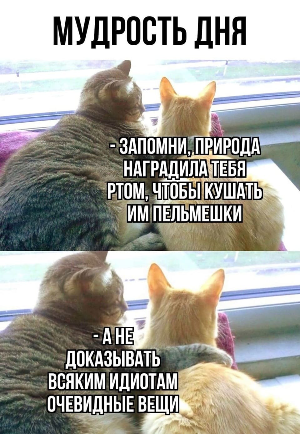 — Запомни, природа наградила тебя ртом, чтобы кушать им пельмешки, а не доказывать всяким идиотам очевидные вещи.