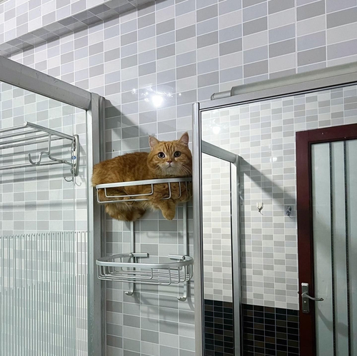 *Кошка дня в ванной комнате*
