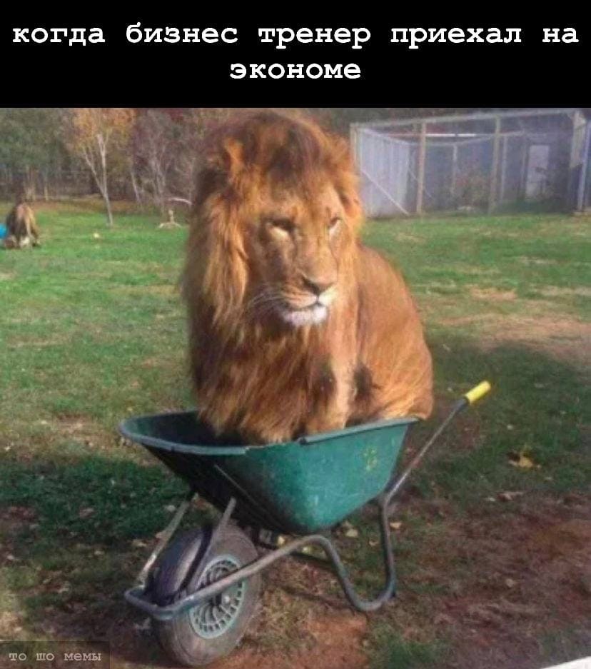 *Когда бизнес тренер приехал на экономе*