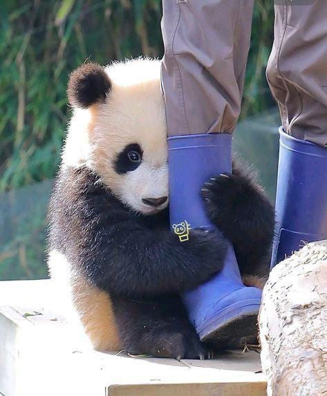 Панда, обняв человека за ногу:
– Не уходи, побудь со мною...