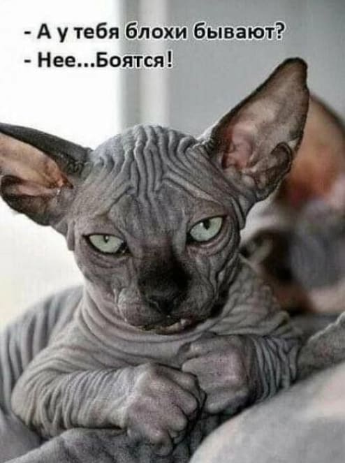 – А у тебя блохи бывают?
– Нее... Боятся!