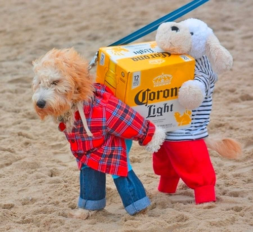 *Собачий костюм в виде ящика пива*
