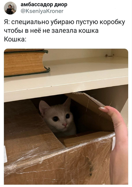 Я: специально убираю пустую коробку чтобы в неё не залезла кошка
Кошка: *сидит в коробке*