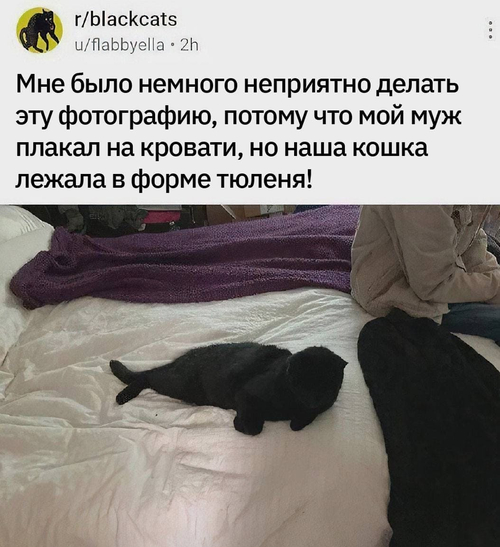 Мне было немного неприятно делать эту фотографию, потому что мой муж плакал на кровати, но наша кошка лежала в форме тюленя!