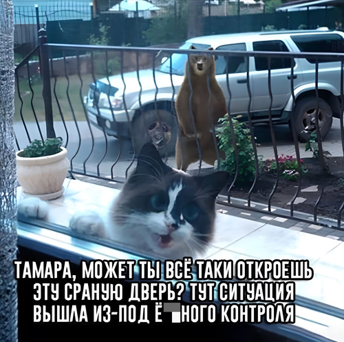 Кот спасаясь от медведя:
– Тамара, может ты всё таки откроешь эту сраную дверь? Тут ситуация вышла из-под йо6*ного контроля!