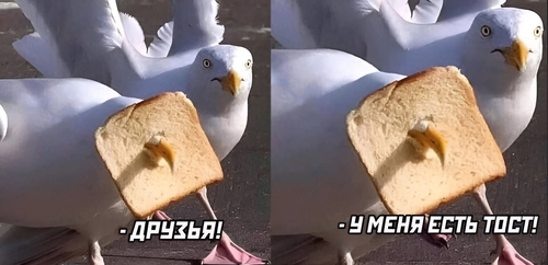 Чайка:
— У меня есть тост!