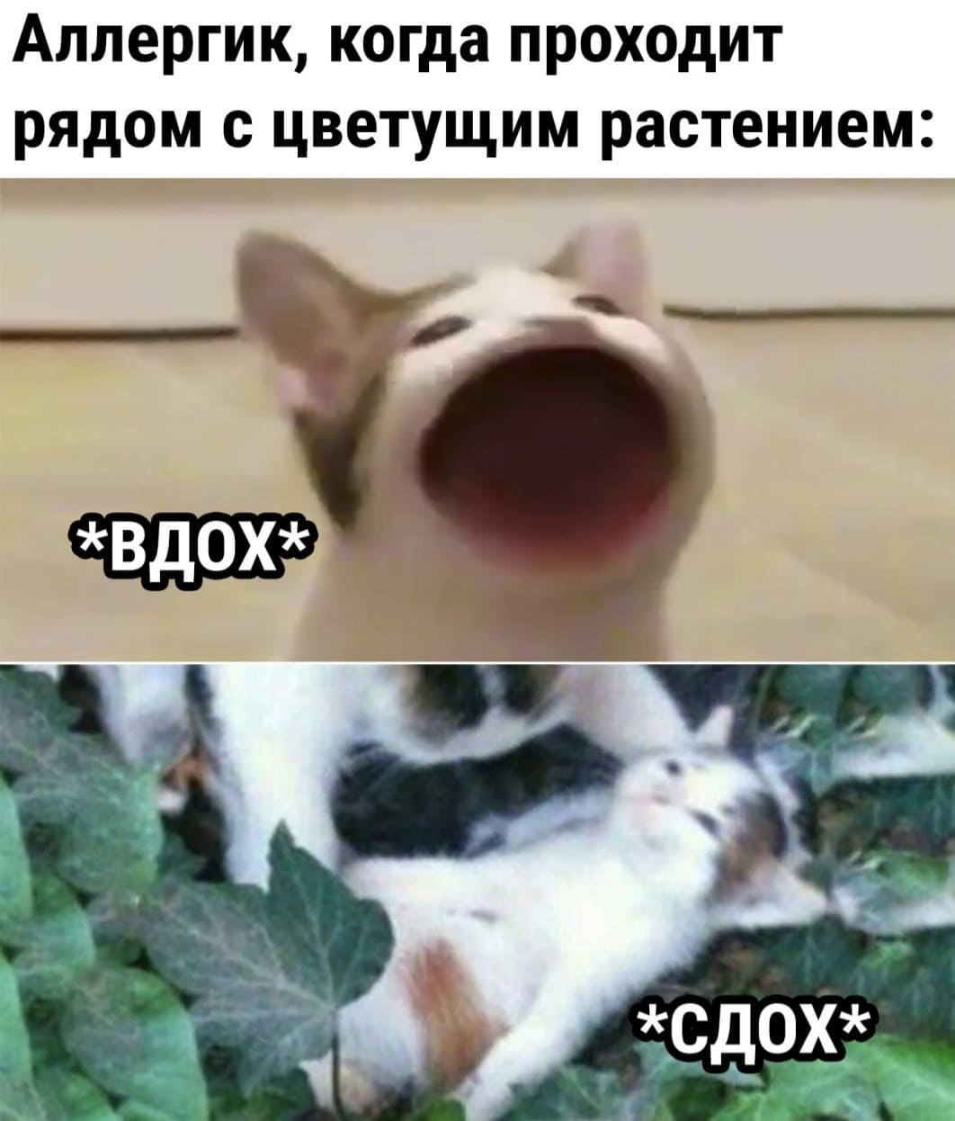 Аллергик, когда проходит рядом с цветущим растением: *Вдох* *Сдох*