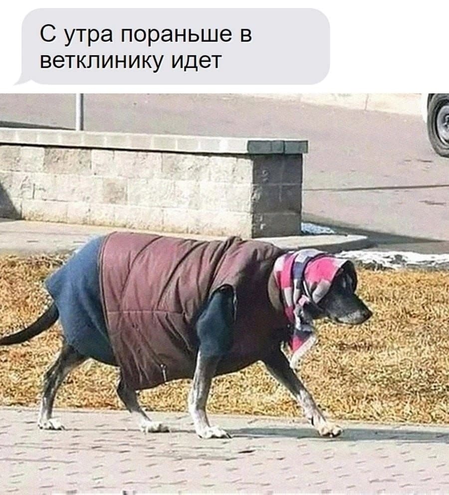 *С утра пораньше в ветклинику идёт*