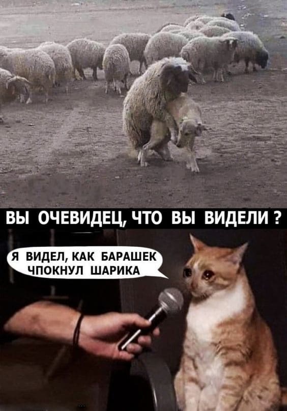 – Вы очевидец, что вы видели?
– Я видел, как Барашек чпокнул Шарика...