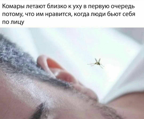 *Комары летают близко к уху в первую очередь потому, что им нравится, когда люди бьют себя по лицу*