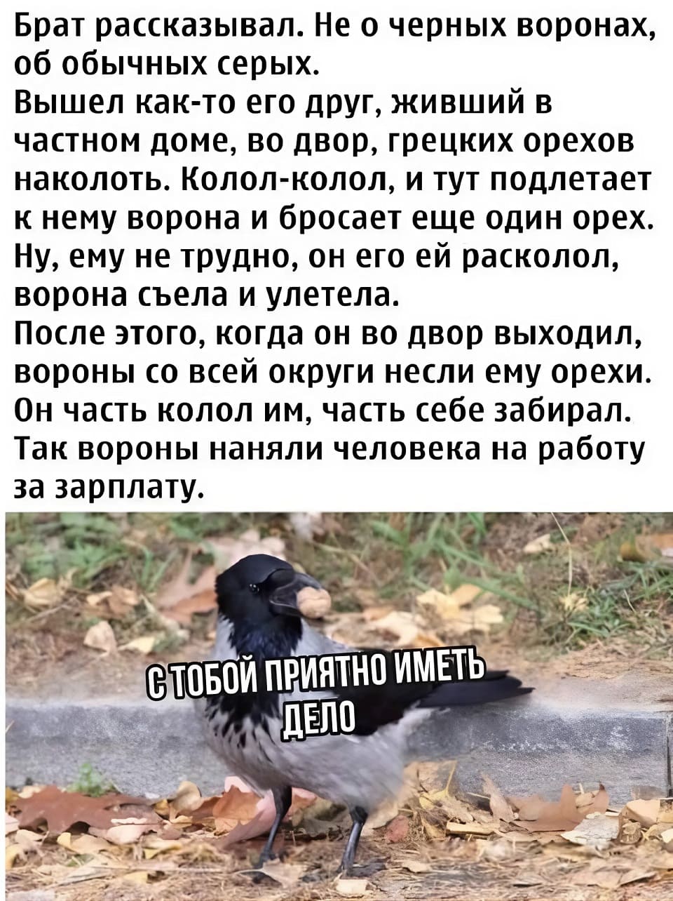 Брат рассказывал. Не о черных воронах, об обычных серых.
Вышел как-то его друг, живший в частном доме, во двор, грецких орехов наколоть. Колол-колол, и тут подлетает к нему ворона и бросает еще один орех. Ну, ему не трудно, он его ей расколол, ворона съела и улетела.
После этого, когда он во двор выходил, вороны со всей округи несли ему орехи. Он часть колол им, часть себе забирал. Так вороны наняли человека на работу за зарплату.
*С тобой приятно иметь дело*