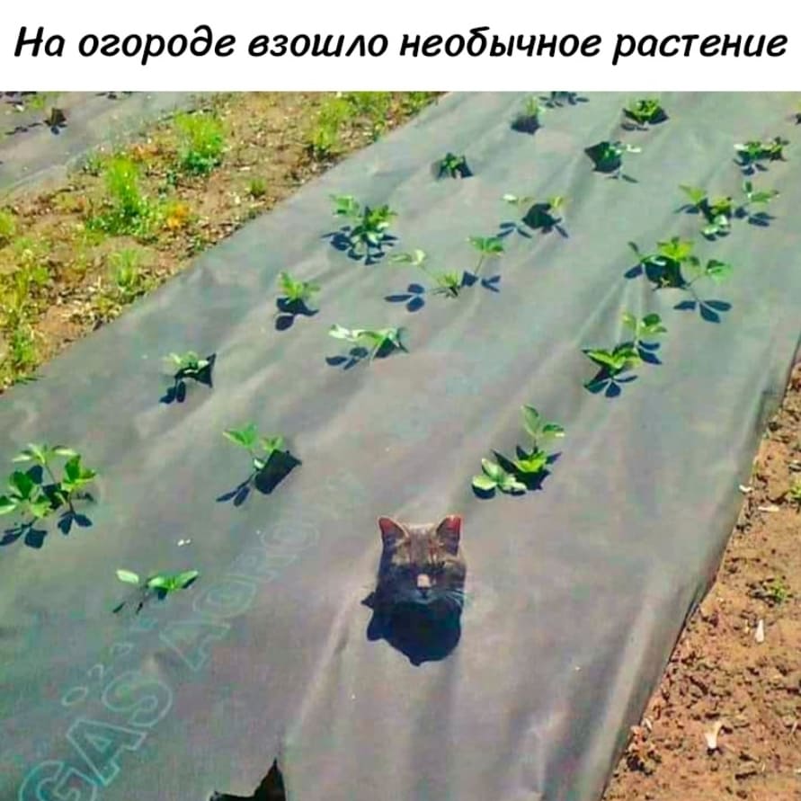 *На огороде взошло необычное растение*
